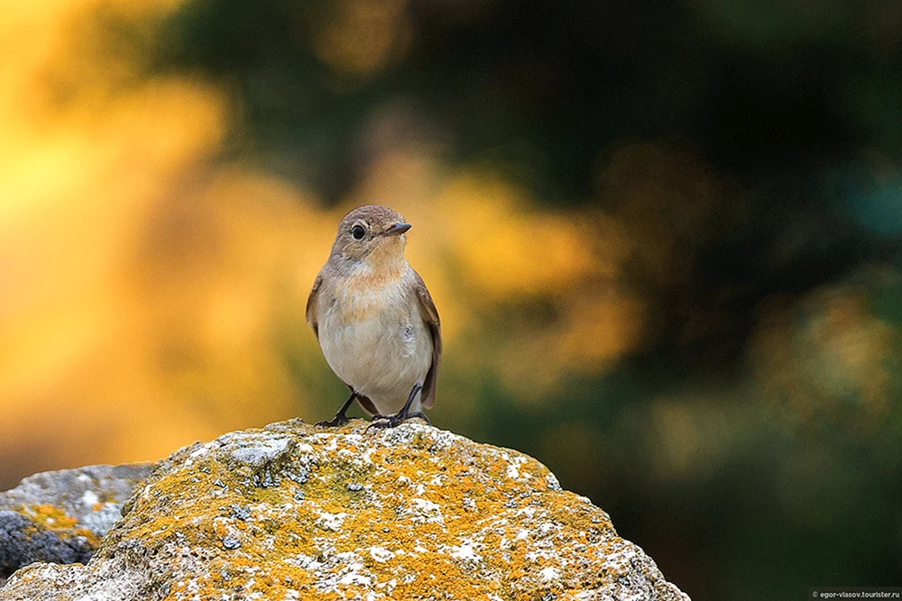 Vögel der Krimhalbinsel