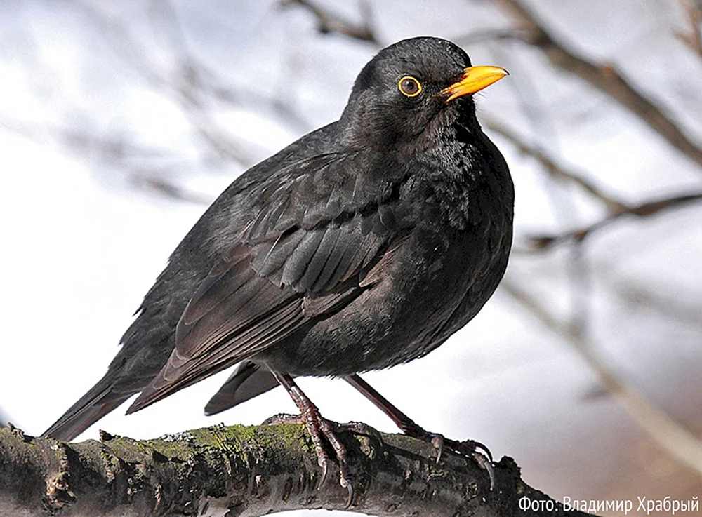Holzvögel des Leningrader Gebiets