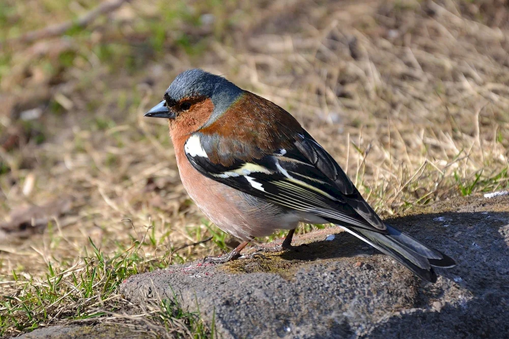 Vögel des Leningrader Gebiets Buchfink