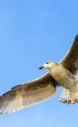 Vögel im Flug