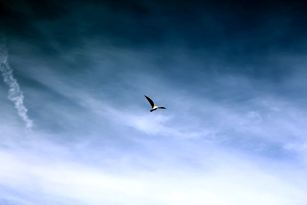 Vögel fliegend