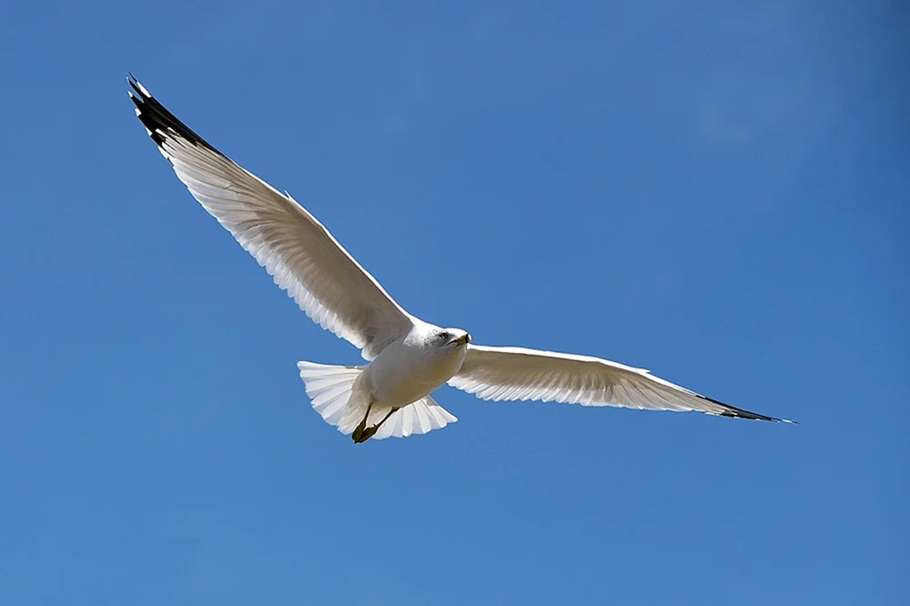 Vögel im Flug