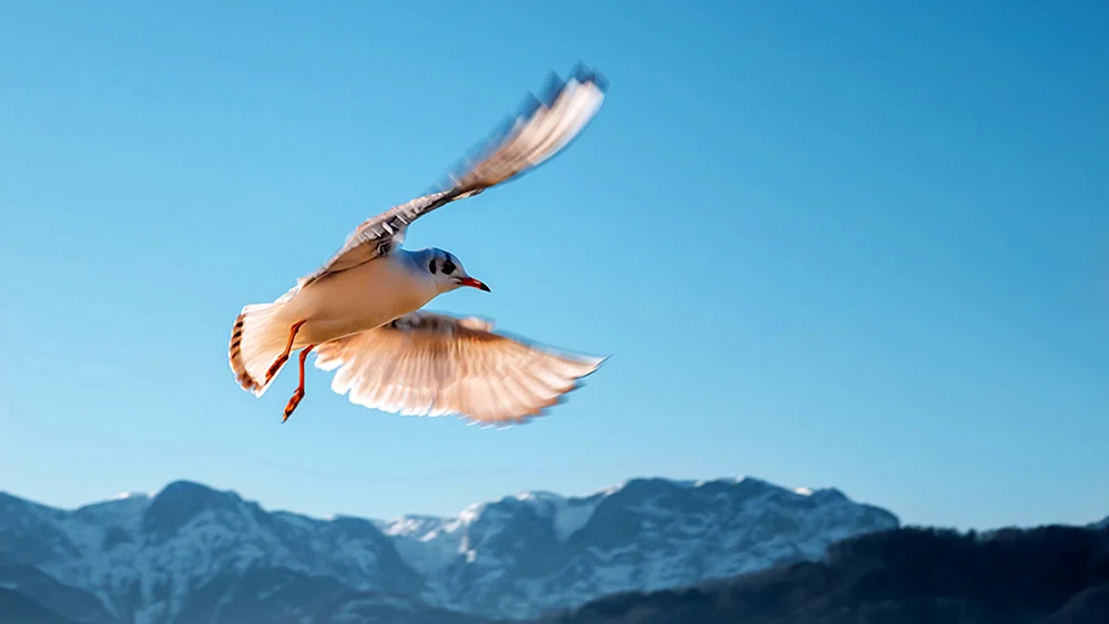 Schön Vogel im Flug