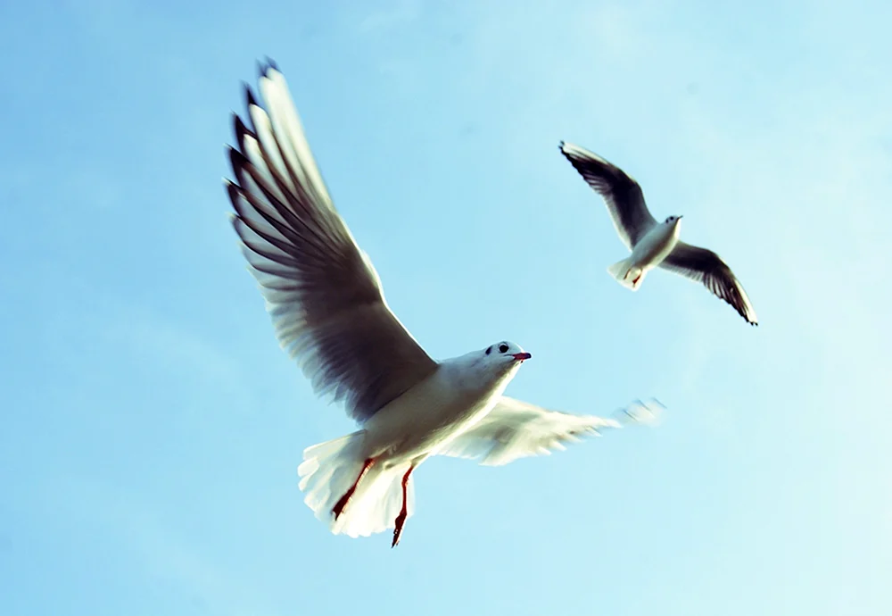 Vögel fliegen