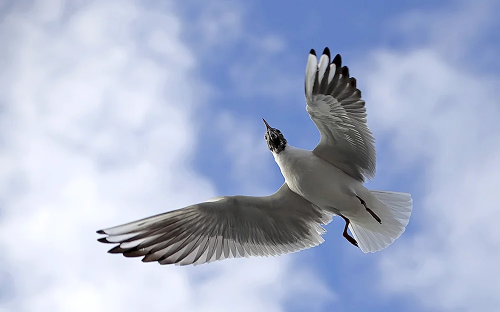 Vögel am Himmel