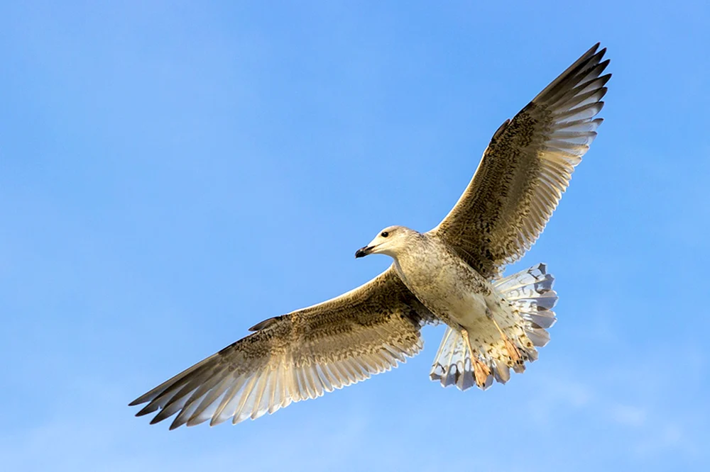 Weißer Falke Gyrfalke