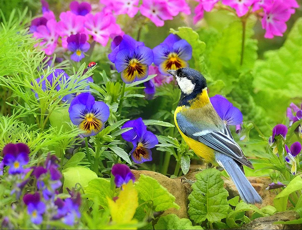 Vögel im Sommer