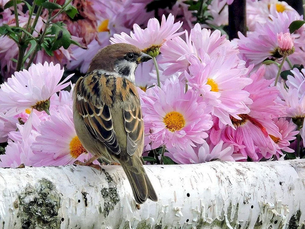 Colibri-Vogel
