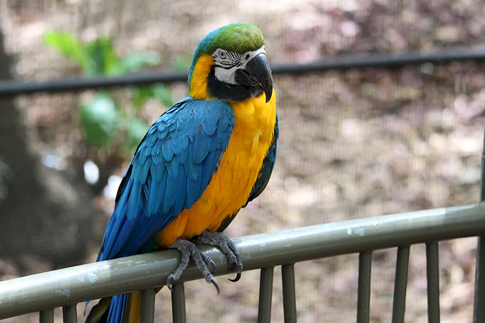 Vögel des Moskauer Zoos