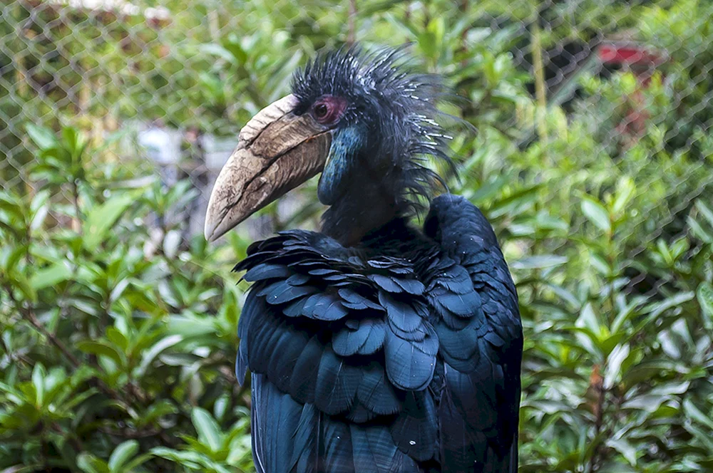 Vögel des Moskauer Zoos