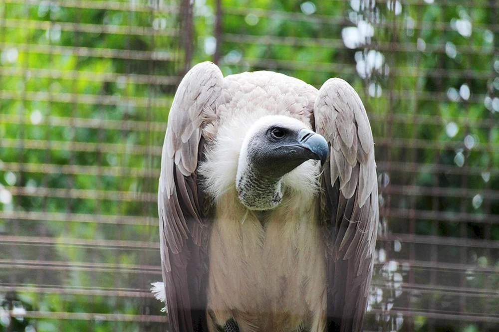 Vögel im Moskauer Zoo Zoo