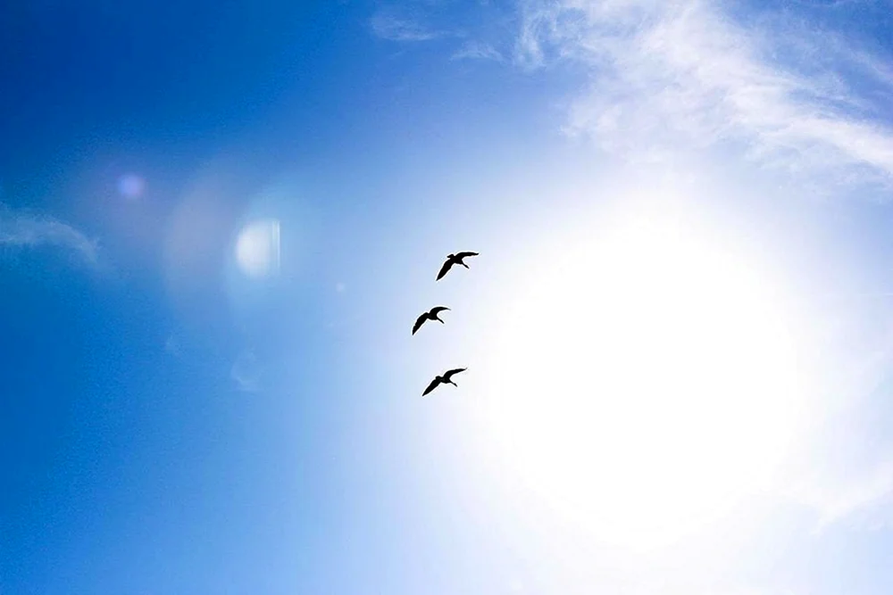 Vögel am Himmel Hintergrund