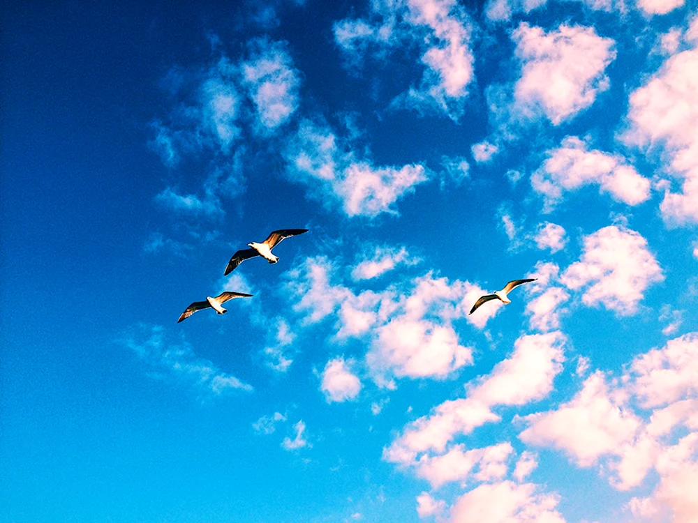 Vogel fliegend