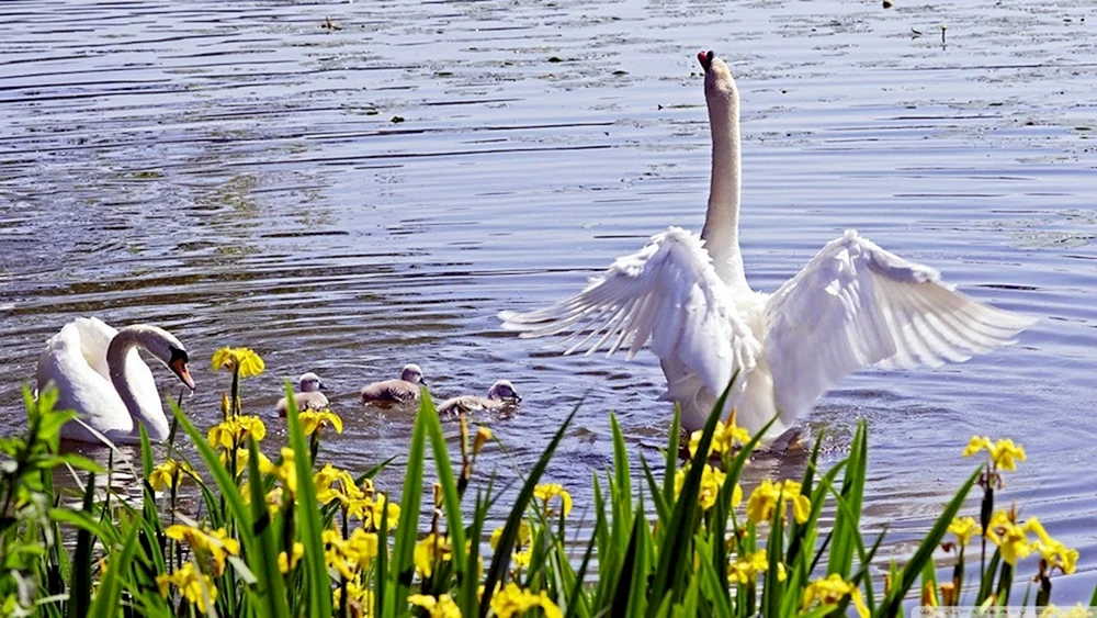 Schwäne im Teich
