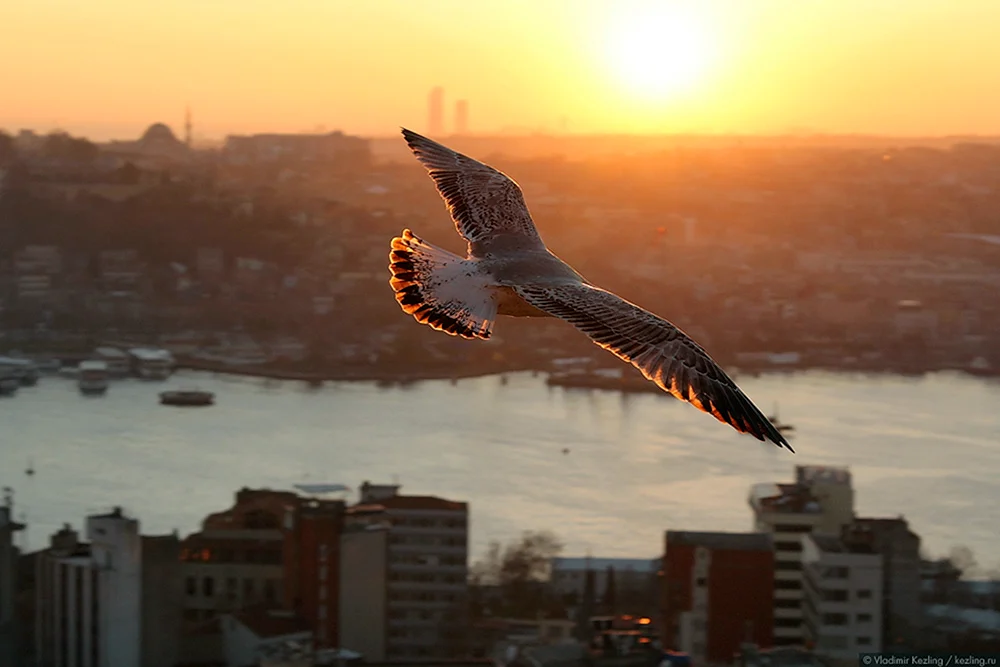 Vögel im Flug
