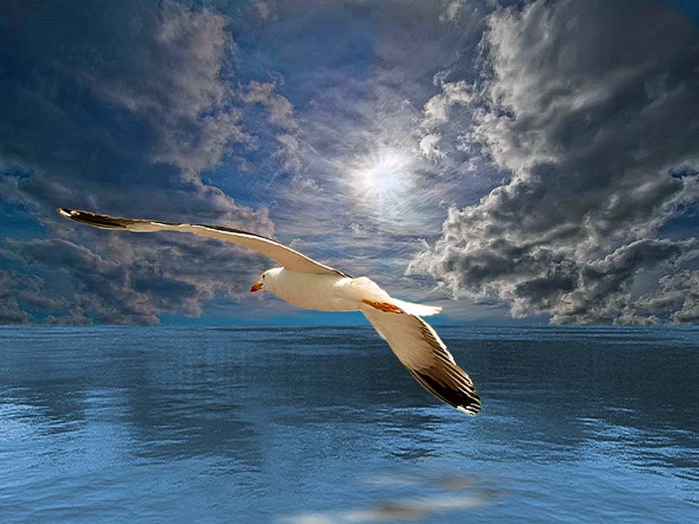 Vögel über dem Meer