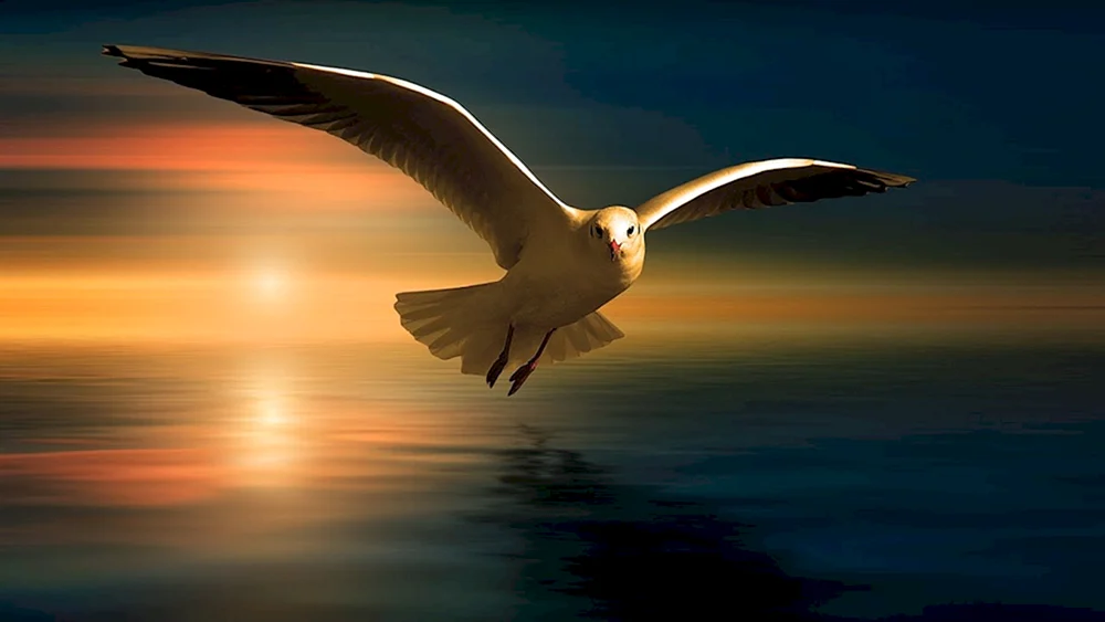 Albatrosse beim Tauchen