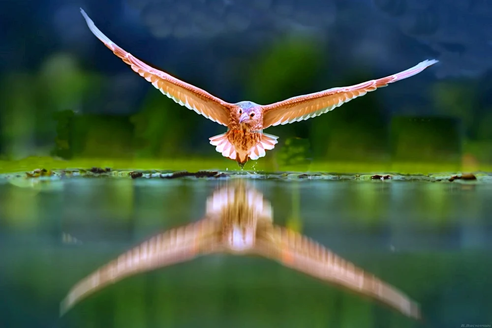 Vögel über dem Meer