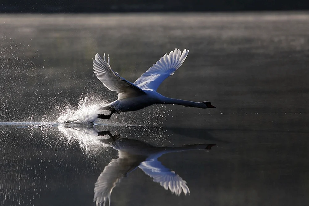 Vögel über dem Wasser