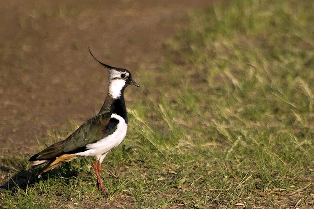 Vögel des Gebiets Nischni Nowgorod
