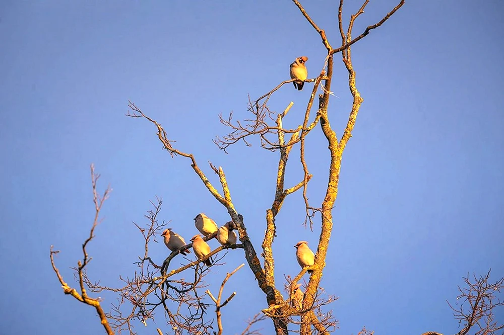 Vögel des Adlers und der Region Orel