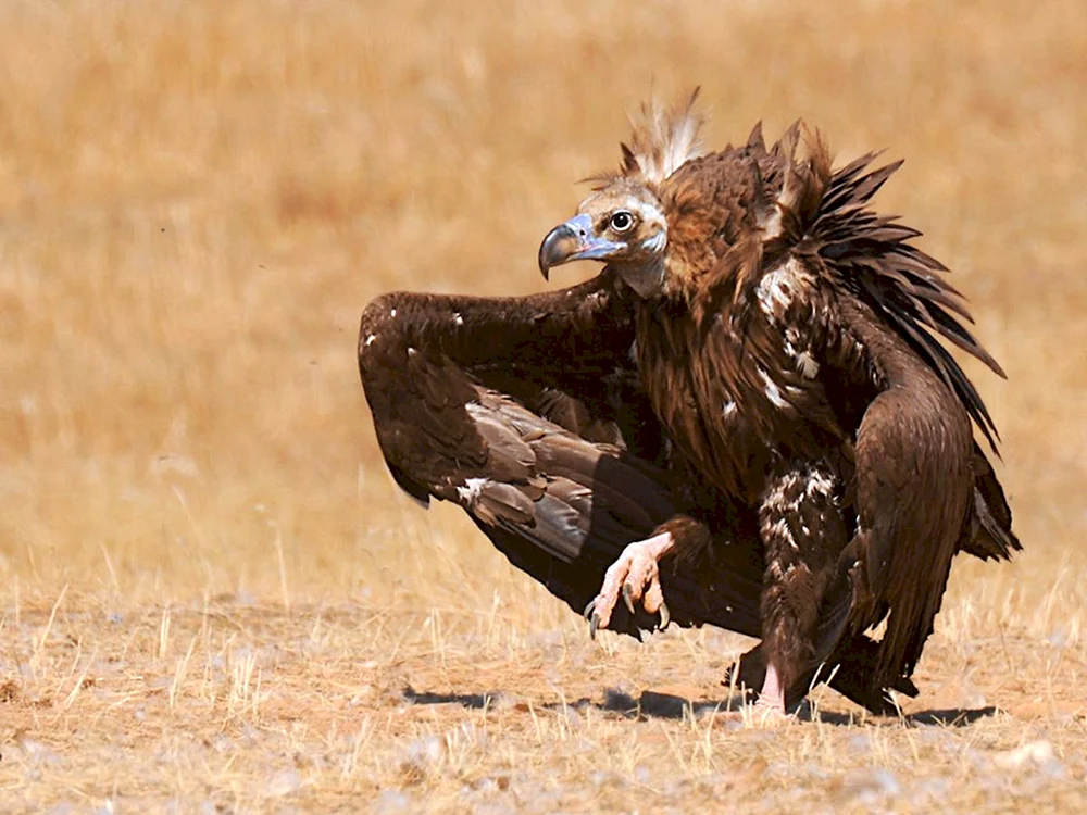 Geier Raubvogel in der Wüstengeier