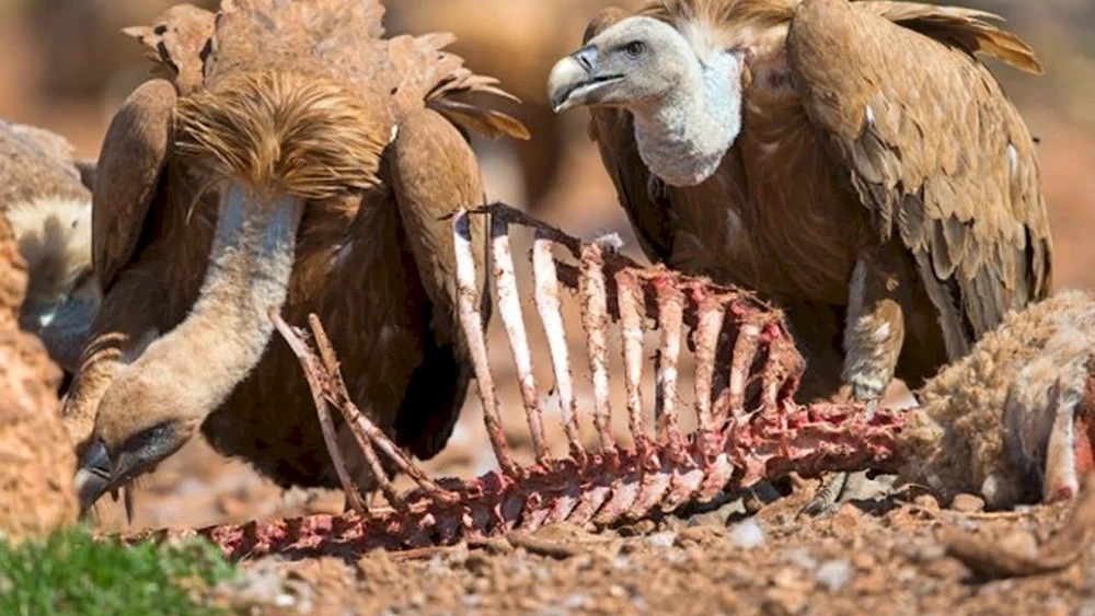 Weißkopfgeier-Aasvogel