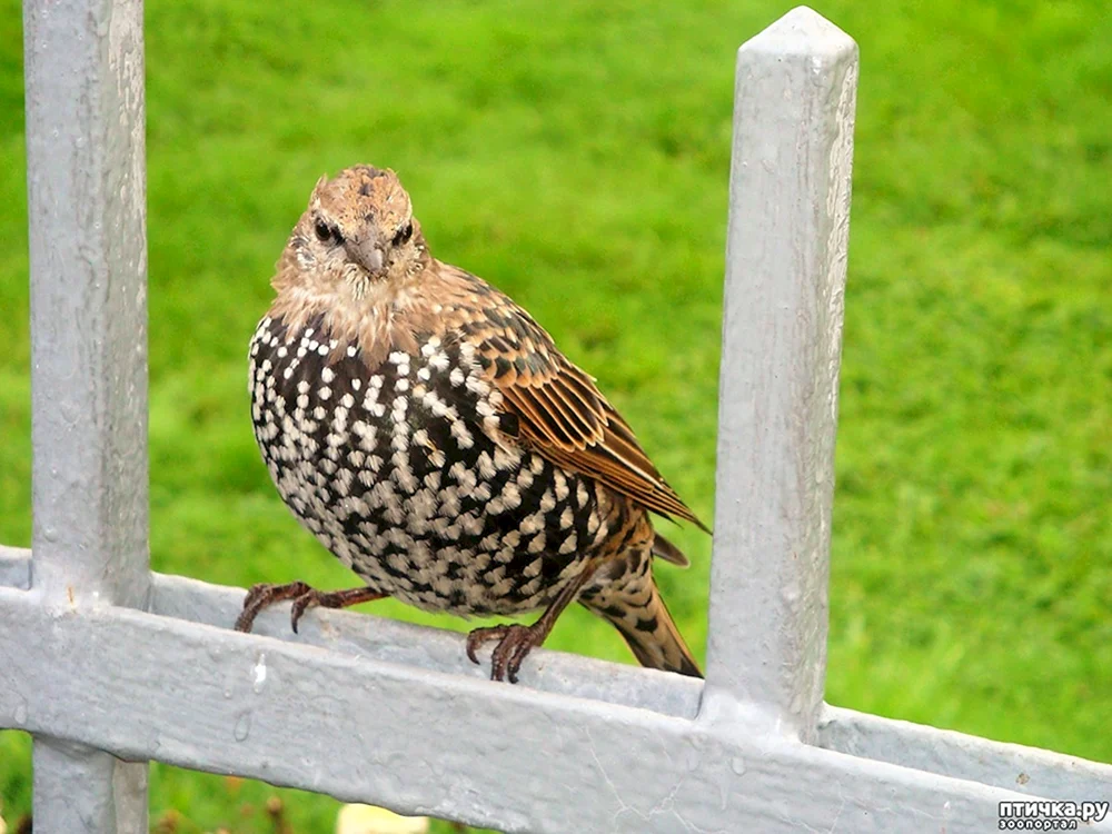 Vögel von St. Petersburg