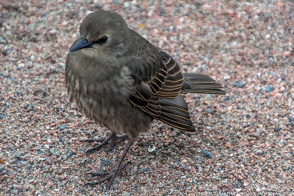 Vögel von St. Petersburg