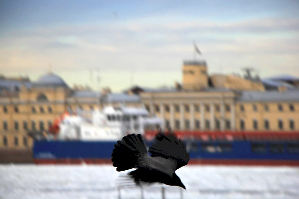 Vögel von Petersburg
