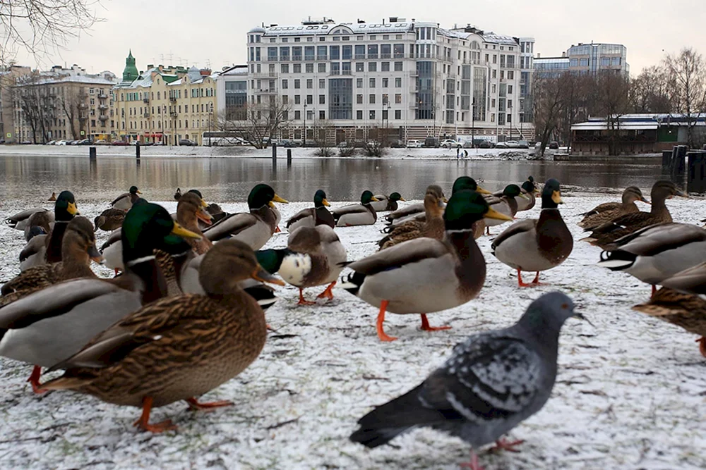 Vögel von St. Petersburg