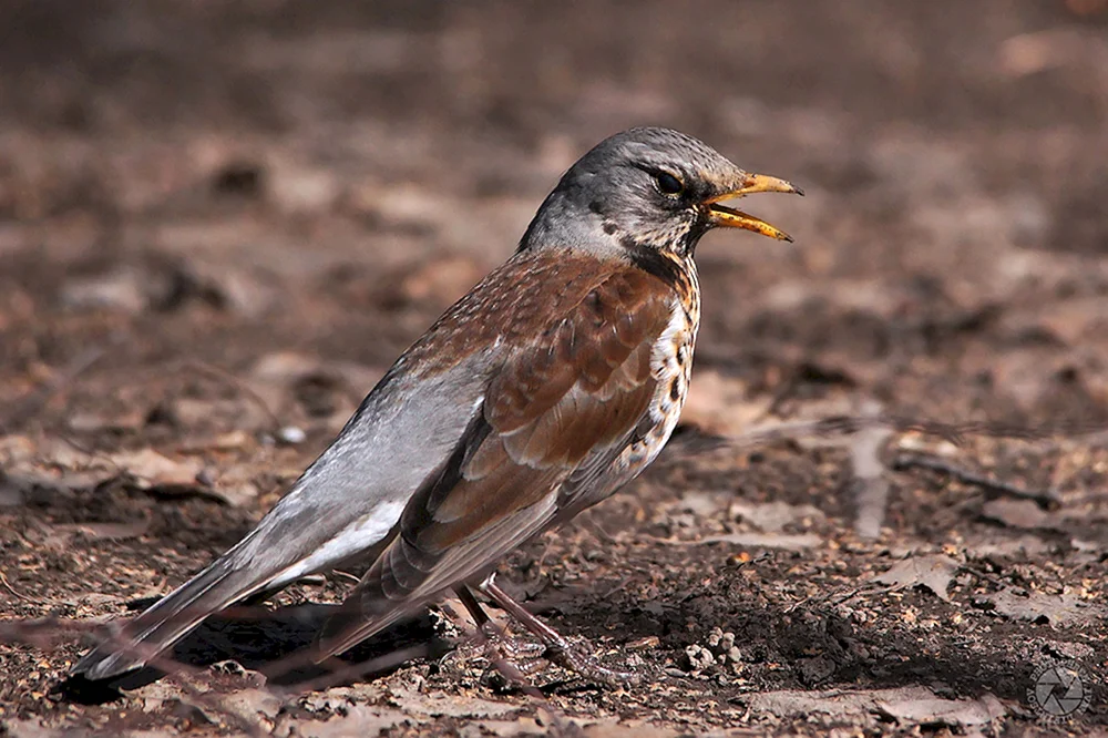 Vögel des Moskauer Gebiets Drossel