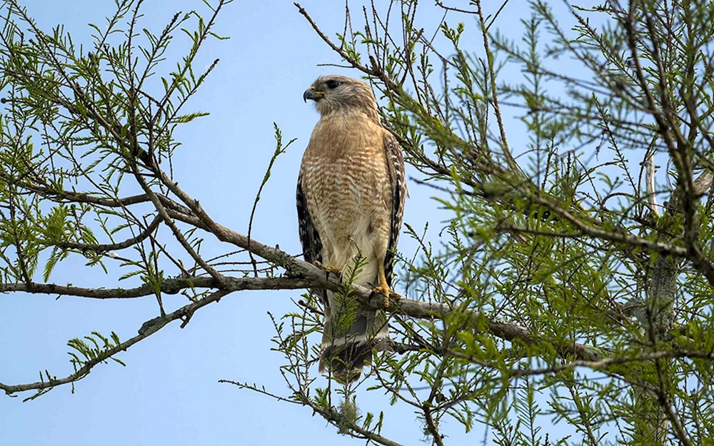 Vögel von Polesie