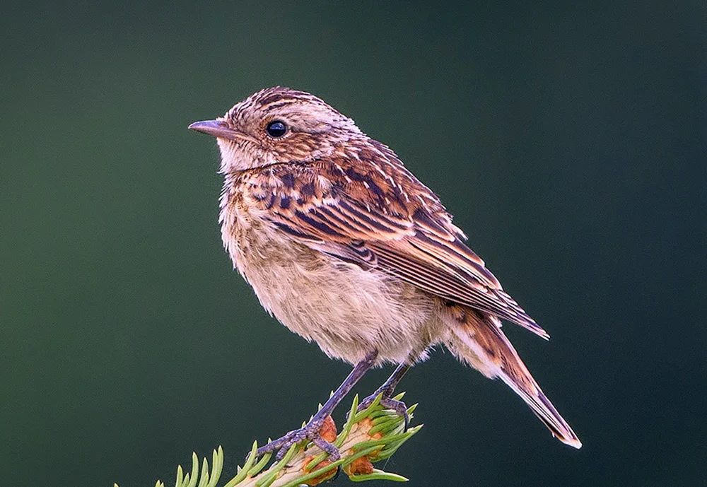 Brachvogel