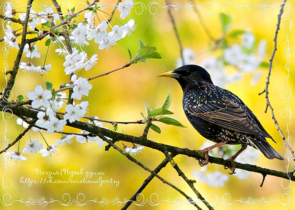 Vogel auf einem Ast