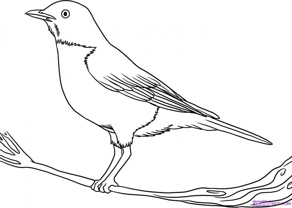 Vogelbilder für Kinder