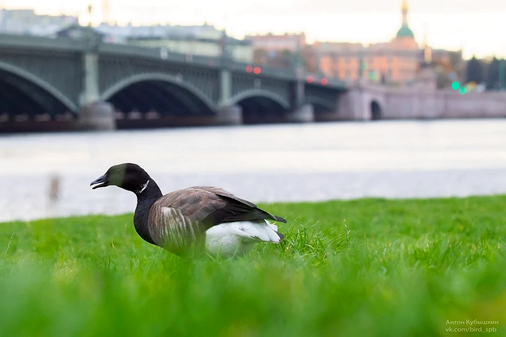 Vögel von St. Petersburg