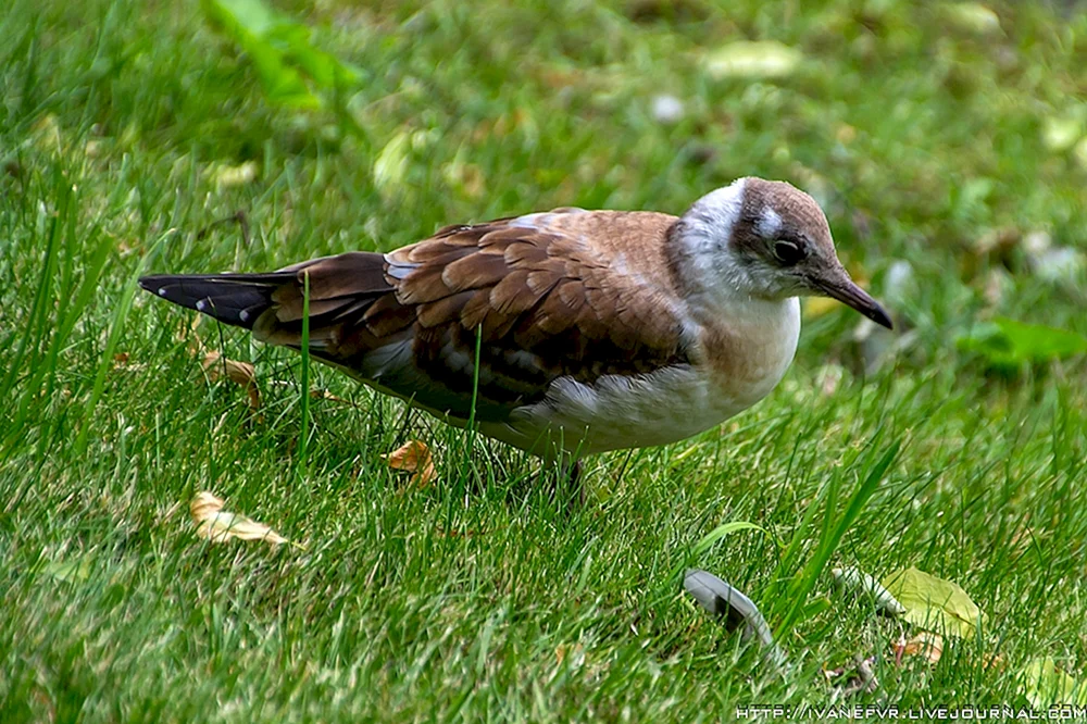 Vögel von St. Petersburg