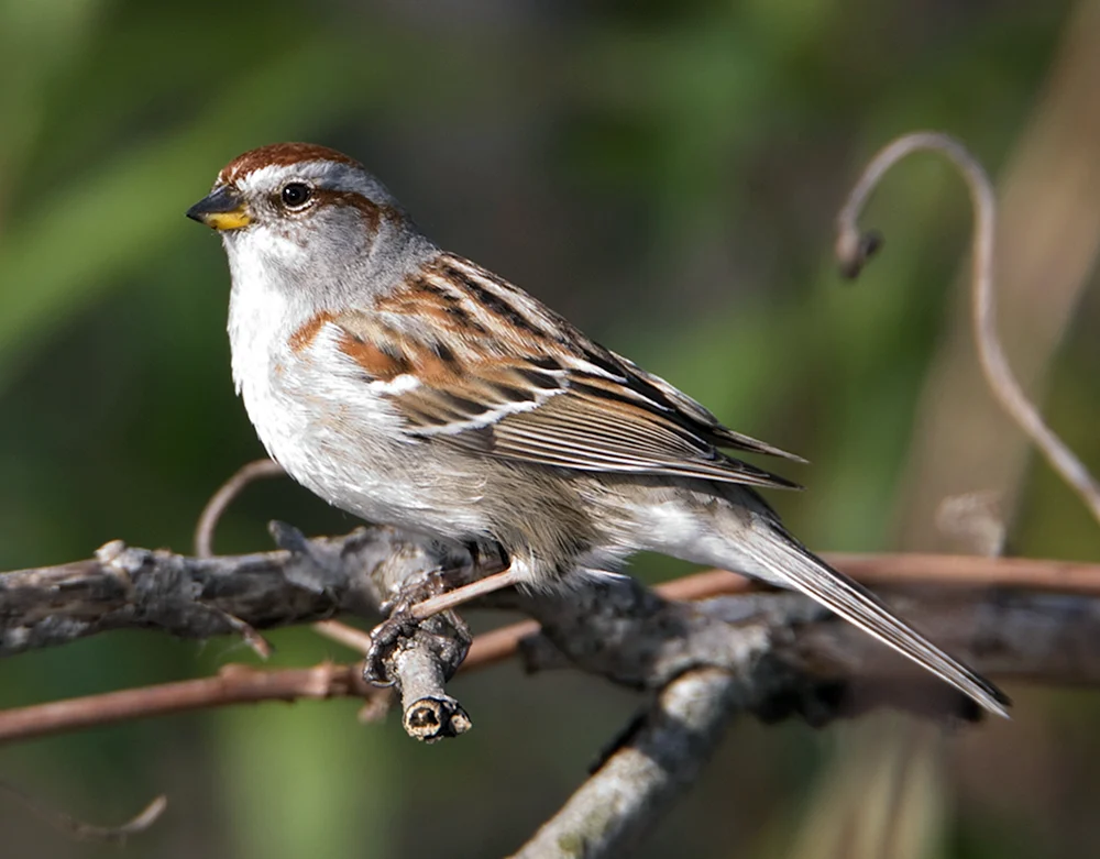 Singvögel der Familie der Sperlingsvögel