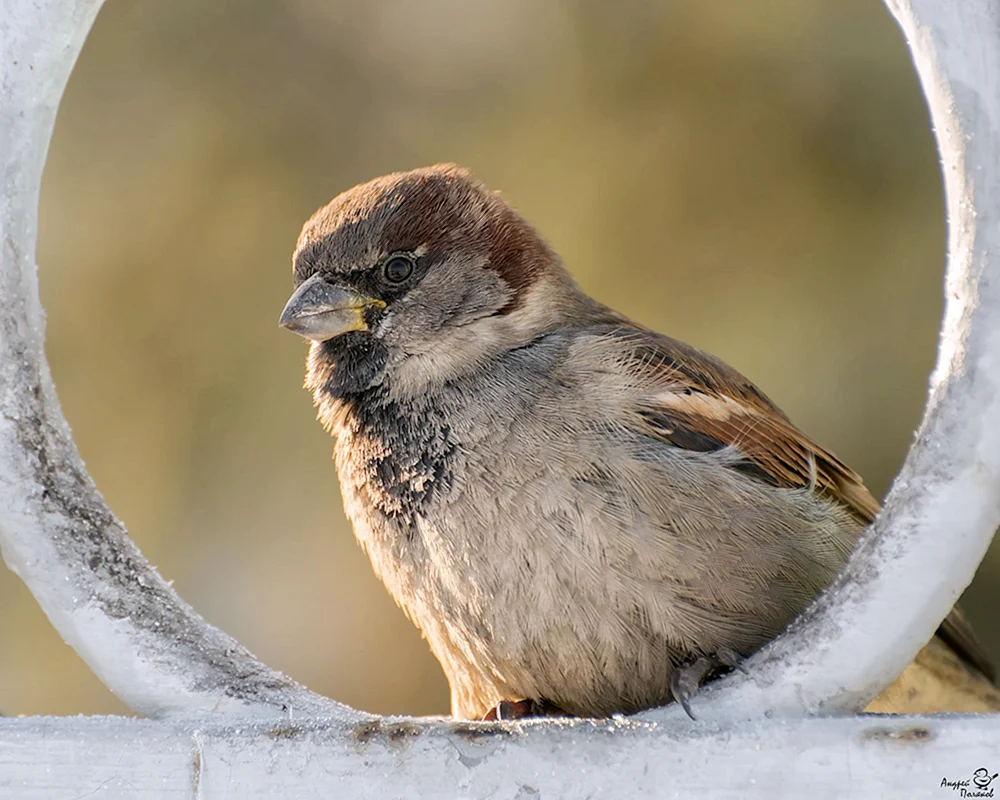 Sperlingsvogel