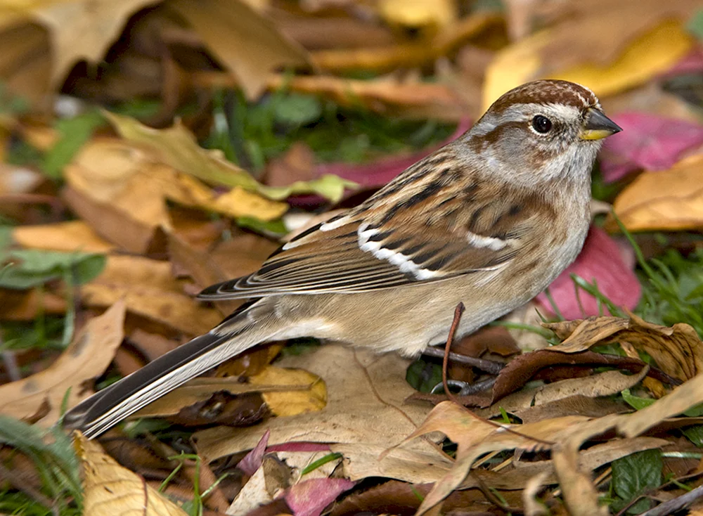 Sperlingsvögel der Mittelzone
