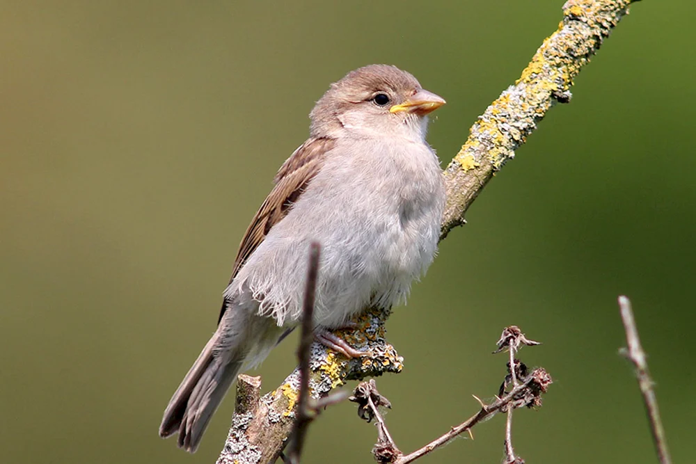 Sperlingsvögel der Mittelzone