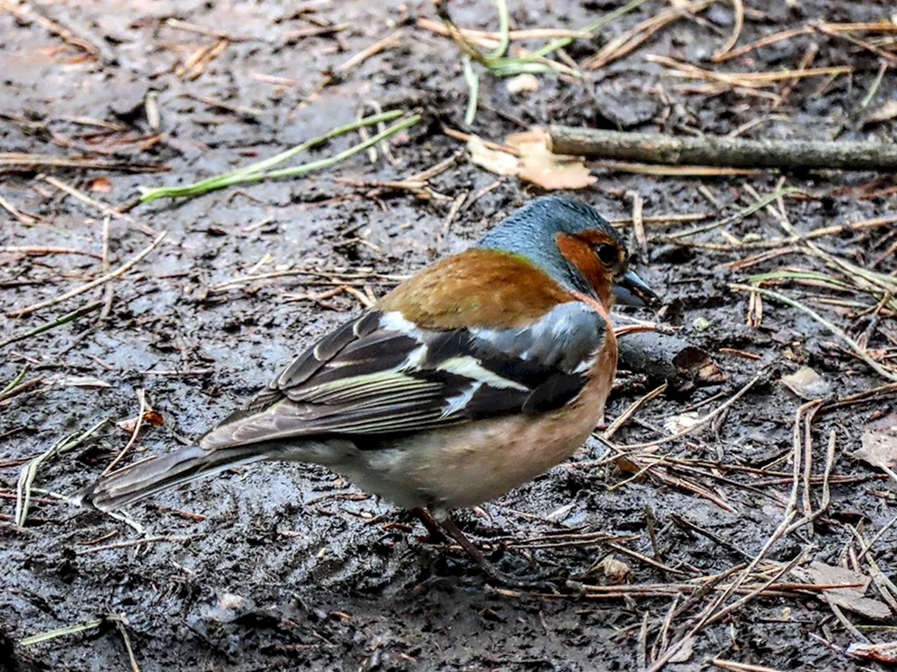 Vögel des Sergiew-Posadski-Bezirks
