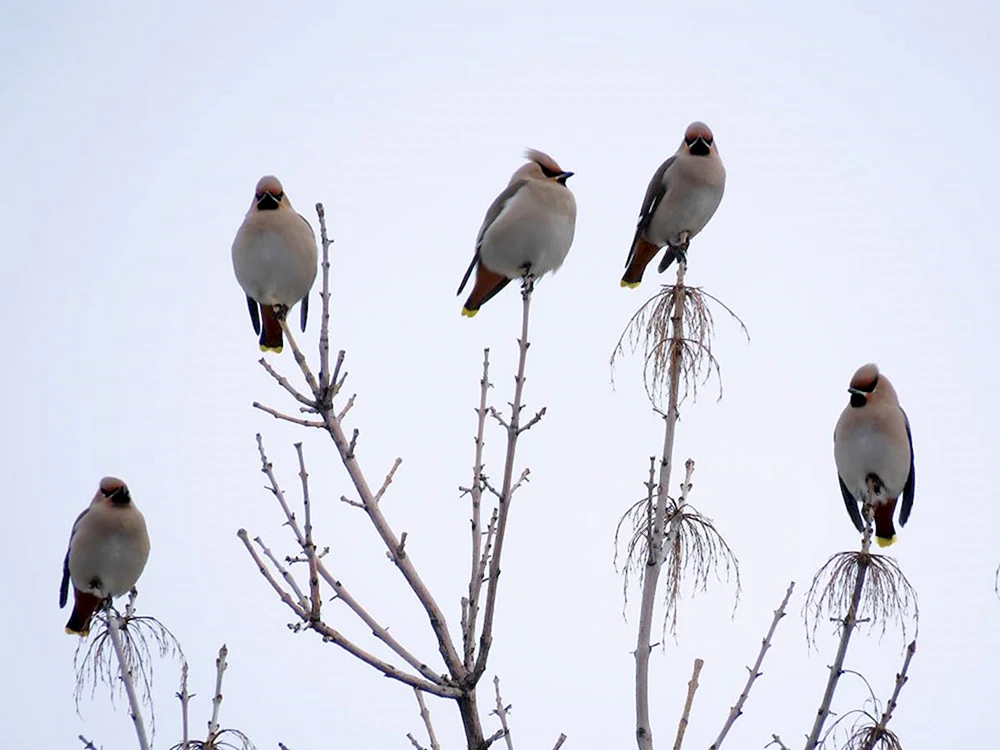 Vögel der nördlichen Breiten
