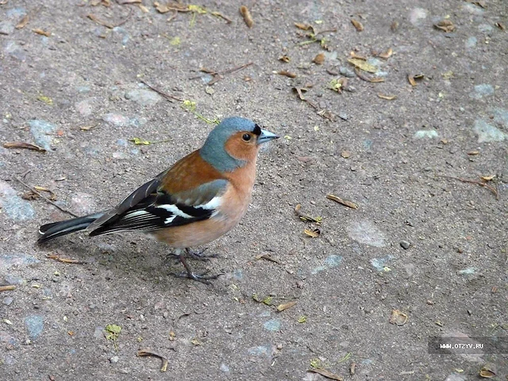 Vögel des Leningrader Gebiets