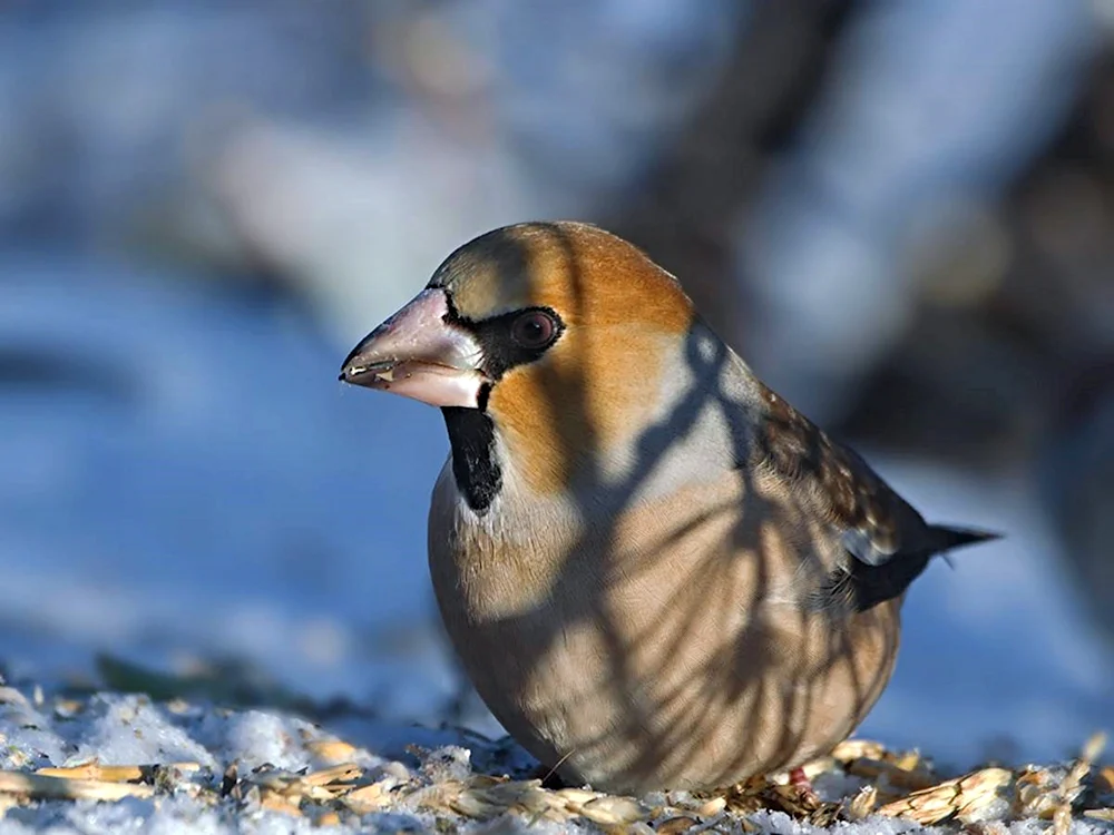 Vögel Sibiriens Dubonos