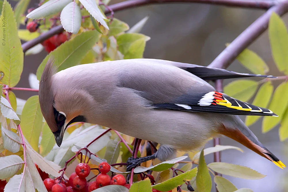 Vögel des Leningrader Gebiets