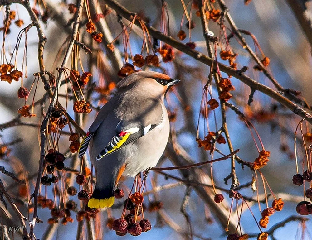 Vögel des Mittellandes im Winter