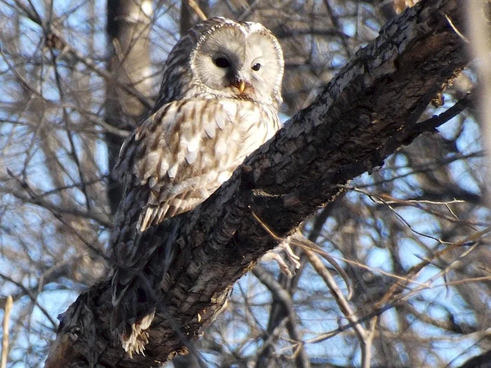 Vögel von Zlatoust
