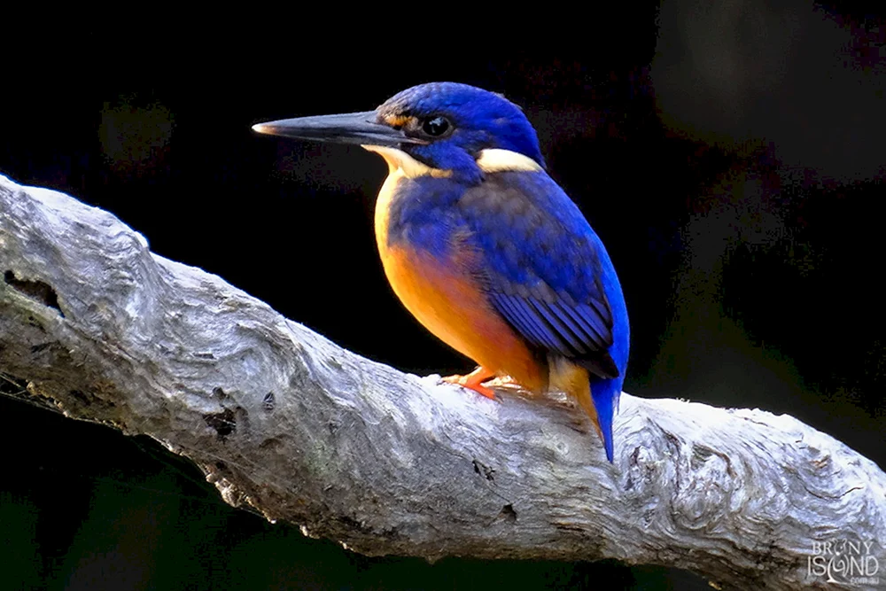 Vogel von Australien Cucabarra
